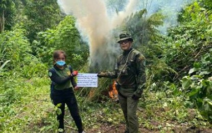 <p><strong>BIG HAUL</strong>. Law enforcers are not taking a time off in implementing the anti- illegal drugs campaign of the government. Despite the war on the coronavirus disease 2019 (Covid-19), law enforcers continue to destroy marijuana plantations in the Cordillera, the latest worth PHP91 million, and were able to arrest several illegal drug peddlers. (<em>Photo courtesy of PROCOR-PIO</em>) </p>
<p> </p>