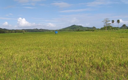 Brown rice improves farmers’ income, Filipinos’ health