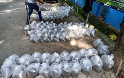 BFAR distributes 130K tilapia fingerlings to Pampanga fisherfolk