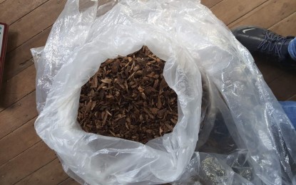 <p><strong>AGARWOOD SEIZED.</strong> Agents of the NBI Environmental Crime Division (ENCD) seize 6.4 kgs. of agarwood from suspect Rafael Fabia in an entrapment in Barangay North Fairview, Quezon City on Tuesday (Aug. 25, 2020). Agarwood, also known as ‘the wood of the Gods’, is classified as an endangered wood species. <em>(Photo courtesy of NBI)</em></p>