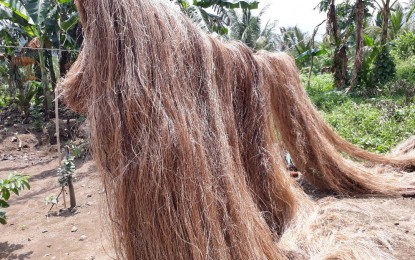 <p><strong>ABACA FIBER</strong>. Drying of abaca fiber in Leyte province. The bunchy-top disease that has been plaguing several areas in Eastern Visayas has significantly contributed to the drop in abaca fiber production in the region in 2022, the Philippine Industry Development Authority reported on Tuesday (Feb. 28. 2023). <em>(PNA photo by Roel Amazona)</em></p>