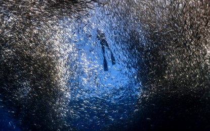 <p><strong>SARDINE RUN.</strong> The southern town of Moalboal in Cebu is famous for diving with the sardines. It has become a top attraction in the beach destination. <em>(Photo courtesy of John Cuyos of Shutterstock)</em></p>