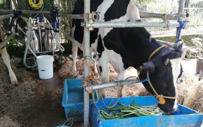 <p><strong>MILKING COW</strong>. One of the 49 pregnant cows acquired by the Department of Agriculture in the Cordillera region. With the 49 new cows, the DA-Cordillera is increasing the region’s milk production to achieve commercial quantities, its director, Dr. Cameron Odsey, said Tuesday (Sept. 8, 2020). (<em>PNA photo by Liza T. Agoot</em>) </p>