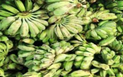 <p><strong>CARDAVA VARIETY.</strong> Cardava bananas are commonly exported to be used for banana chips. (<em>Photo courtesy of DOST-11)</em></p>