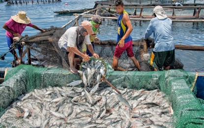 <p><strong>FISHERY PROJECT</strong>. President Ferdinand R. Marcos Jr. backs the approval of the PHP11.2-billion Philippine Fisheries and Coastal Resiliency (FishCoRe) Project, which is meant to "benefit the poorest of the poor." In a meeting with officials of the National Economic and Development Authority (NEDA) on Thursday (Nov. 24, 2022), Marcos said the FishCoRe project would help boost local fishermen's income. <em>(File photo)</em></p>