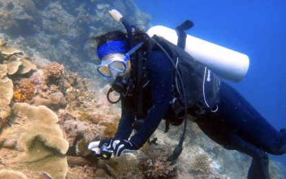 <p><strong>SCUBASURERO</strong>. Belle Chua, a licensed diving instructor, takes a photo on some corals during a recent dive in Mactan Island. Chua will be among the more than 200 licensed divers who will participate in "Scubasurero", a simultaneous underwater cleanup on Saturday (Sept. 19, 2020) in Lapu-Lapu City, in line with the International Coastal Cleanup Day celebration. <em>(Photo courtesy of Belle Chua)</em></p>