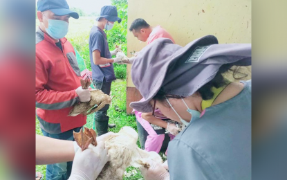 <p><strong>HEALTHY LIVESTOCK, POULTRY.</strong> Personnel of the Department of Agriculture's regulatory division conduct monitoring on the poultry and livestock sector to ensure the animals are free from diseases and safe for human consumption. The monitoring includes the collection of blood samples as shown in this file photo.<em> (Photo courtesy of Department of Agriculture-9)</em></p>