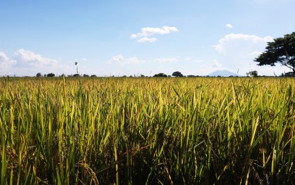 NIA-UPRIIS starts irrigation amid Pantabangan’s low water level
