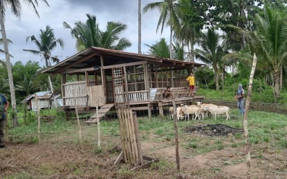 <p><strong>ALTERNATIVE LIVELIHOOD</strong>. Coconut farmers tend to their flock of sheep in this undated photo. Agriculture Undersecretary Deogracias Victor Savellano said Friday (Dec. 1, 2023) that the agency targets to propagate a domestic sheep-raising industry while simultaneously supplementing the income of coconut farmers. <em>(PNA file photo)</em></p>