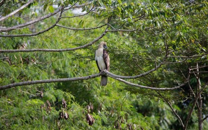 Report distressed Philippine Eagles to PNP, PA
