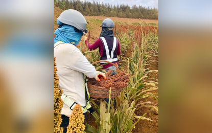<p><strong>SORGHUM HARVEST.</strong> Environmental workers of the Cagdianao Mining Corporation in Barangay Valencia, Cagdianao, Dinagat Islands province, conduct harvesting of sorghum on a rehabilitated mined out area early in September this year. The harvest came after a three-month trial with the aim of promoting the crop's cultivation among local farmers to ensure food security in the area. <em>(Photo courtesy of the NAC-CMC Mine Environmental Protection and Enhancement Office)</em></p>