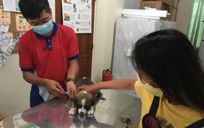 <p><strong>ANTI-RABIES</strong>. Dr. Joselito Ramiro of the Provincial Veterinary Office, gives a free vaccine shot to a puppy on Tuesday (Sept. 29, 2010). The free vaccination drive in Ilocos Norte is until Friday. (<em>PNA photo by Leilanie Adriano</em>) </p>