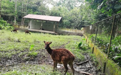 <p><strong>BREEDING TIME</strong>. Endangered Visayan spotted deer inside the Mari-it Wildlife and Conservation Park in Barangay Jayubo in Lambunao, Iloilo. Dr. JB Ian Bullo, veterinarian of the West Visayas State University-College of Agriculture and Forestry (WVSU-CAF) that manages the park, said it is breeding time for some animals inside the park so areas that are open to guests are limited. (<em>PNA photo by PGLena</em>) </p>