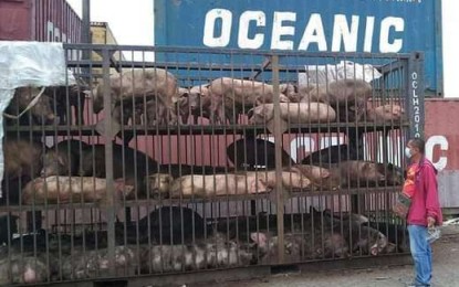 <p><strong>SWINE SUPPLY</strong>. Hogs being supplied by raisers in Negros Occidental to other provinces in this file photo. On Monday (March 6, 2023), Cebu province banned the entry of live hogs, sows, piglets, boar semen, pork, and pork-related products from Negros Island until April 5 after blood samples taken from African swine flu-positive pigs in Carcar City supposed to have co-mingled with hogs that came from Negros. <em>(File photo courtesy of NegOcc-Provincial Veterinary Office)</em></p>