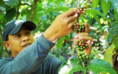 Coffee growing thrives in NegOcc town | Philippine News Agency