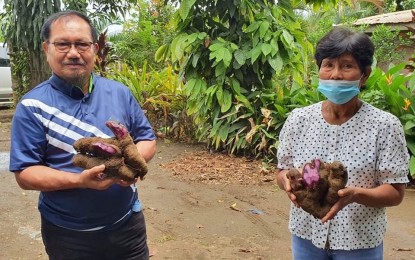 <p><strong>UBE MARKET.</strong> Mindanao Development Authority Secretary Emmanuel Piñol (left) shows the purple yam or ube produced in the farm of Teofila Llausas in Lantapan town, Bukidnon, on Wednesday (Oct. 14, 2020). Llausas has been tapped to supply ube tubers for a tribal community in Kapalong, Davao del Norte, under MinDA's “Adopt-a-Tribal Family” program.<em> (Photo courtesy of Mayette Tudlas of MinDA)</em></p>