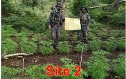 <p><strong>MARIJUANA PLANTATION SITE</strong>. Police destroyed PHP11.4 million worth of marijuana in eight sites covered by two sub-villages in Barangay Tacadang, Kibungan, Benguet on Thursday (Oct. 15, 2020). Government forces have intensified its anti-illegal drugs campaign even scouring mountains of the region to destroy marijuana plants. <em>(Photo courtesy of PROCOR-PIO</em>) </p>