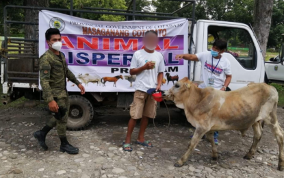 <p><br /><strong>NORMAL LIFE.</strong> Former communist rebel Ka Menard (center) gets a cow from the North Cotabato provincial government during the livestock dispersal program held in Tulunan town on Friday (Oct. 16, 2020). Nineteen other former comrades of Ka Menard who earlier surrendered also received farm animals during the activity. <em>(Photo courtesy of Tulunan LGU)</em></p>