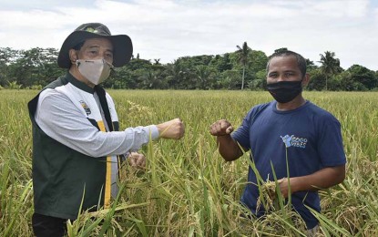 <p><strong>HYBRID RICE FARMING.</strong> Agriculture chief William Dar leads the ceremonial harvesting of hybrid rice in the 100-hectare demonstration farm of the Department of Agriculture Caraga in Butuan City Thursday (Oct. 22, 2020). The DA chief encouraged the farmers to go into hybrid rice farming and adopt farm mechanization to ease the impact of the pandemic on the agriculture sector. <em>(Photo courtesy of DA-13 Information Office)</em></p>