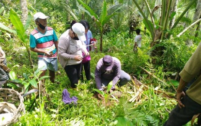 <p><strong>ABACA IN COCO FARM.</strong> Farmers plant an abaca seedling under a coconut tree during training in Hinunangan, Southern Leyte in this Sept. 16 photo. At least 20 hectares of farms in Eastern Visayas have been identified as pilot areas for the planting of abaca under coconut trees in the region, the Philippine Fiber Industry Development Authority (PhilFIDA) announced on Friday. <em>(Photo courtesy of PhilFIDA)</em></p>