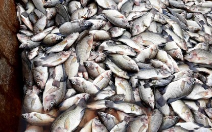 'Quinta' triggers fish kill in CamSur lake