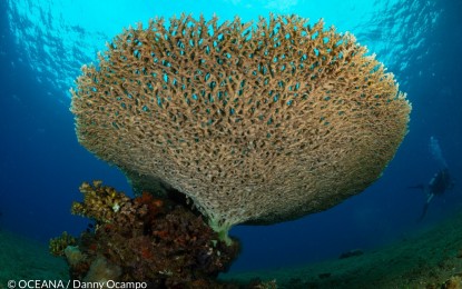 <p><strong>UNDERWATER GEM.</strong> A coral in Panaon Island in Southern Leyte. Environmental group Oceana said on July 14, 2023 the bill seeking to declare Panaon Island in Southern Leyte as a protected seascape is gaining more support in the House of Representatives. <em>(Photo courtesy of Oceana)</em></p>