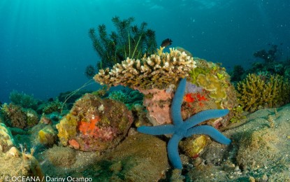 <p><strong>MARINE BIODIVERSITY.</strong> A myriad of healthy and colorful corals, sponges, and other marine organisms found at the reefs off Panaon Island in Southern Leyte. Photo taken by Oceana during its ongoing 22-day expedition in Panaon Island in Southern Leyte. <em>(Photo courtesy of Danny Ocampo/Oceana)</em></p>