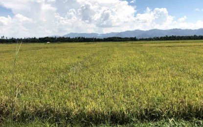 Pangasinan farmers urged to start planting palay by June | Philippine ...