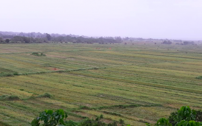 <p><strong>AGRI DAMAGE.</strong> The rice fields in the towns of Bangui and Pagudpud in Ilocos Norte after they were submerged in floodwaters for the past two days. The Office of the Provincial Agriculturist on Friday (Nov. 13, 2020) reported that the typhoon caused an initial PHP2.5 million in damage to paddy rice alone. (<em>Photo courtesy of Norma Lagmay</em>)  </p>