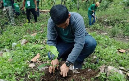 Ex-rebels plant 30K mahogany seedlings in Maguindanao | Philippine News ...