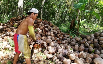 <p><strong>COCONUT PROCESSING</strong>. A farmer dehusks coconut in a plantation in Burauen, Leyte. The Philippine Coconut Authority on Wednesday (Nov. 25, 2020) asked the estimated 460,000 coconut farmers in Eastern Visayas to register under the National Coconut Farmer's Registry System.<em> (PNA photo by Sarwell Meniano)</em></p>