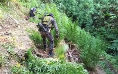 <p><strong>MARIJUANA ERADICATION.</strong> Policemen in Benguet province destroy PHP10.74 million worth of marijuana plants in Kayapa, Bakun town on Wednesday (Nov. 25, 2020). Operatives from the Police Regional Office Cordillera (PROCOR) and other law enforcers continue to scour the mountains of the region to find marijuana plantation sites as part of measures to cut the supply of the illegal drug. <em>(PNA photo courtesy of PROCOR-PIO)</em></p>