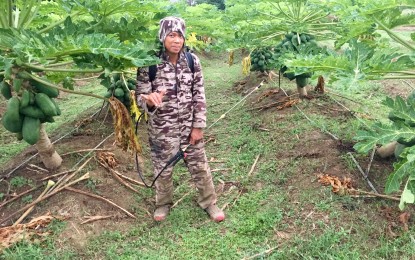 <p><strong>'PAPAYAYO'</strong>. Oliver Cariaga Millet at his papaya farm in Laoag City. A former information technology expert, he is now one of the largest papaya growers in Ilocos Norte.<em> (Photo by Leilanie G. Adriano)</em></p>