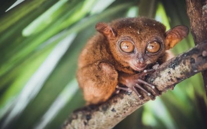 <p>Philippine Tarsiers <em>(Photo courtesy of Guide to the Philippines)</em></p>