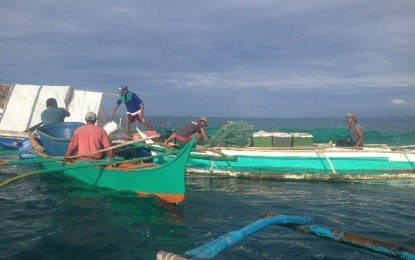 <p><strong>RED TIDE CONTAMINATION</strong>. Fishermen harvest cultured milkfish in the coastal waters of Guiuan, Eastern Samar in this undated photo. The Bureau of Fisheries and Aquatic Resources said the coastal areas of Eastern Visayas including its 12 bays have been contaminated with red tide toxin. <em>(Photo courtesy of BFAR) </em></p>