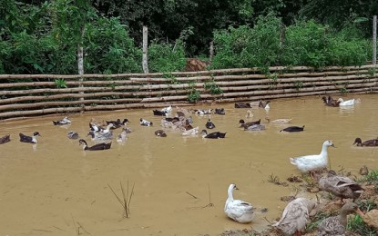 <p><strong>RICE-DUCK PRODUCTION.</strong> The Department of Agriculture-Special Area for Agricultural Development (DA-SAAD) provides a rice-duck production project to the Rizalina Farmers Association in Barangay Rizalina, Rizal, Zamboanga del Norte on Friday (Dec. 4, 2020). Photo shows the distributed ducks at the fenced swamp of the recipient farmers group. <em>(Photo courtesy of DA-9)</em></p>