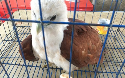 <p><strong>INJURED RAPTOR.</strong> An injured young brahminy kite eagle found and rescued by two teenage boys near a river in Sarrat, Ilocos Norte on Saturday (Dec. 5, 2020). A police officer brought the raptor to the Department of Environment and Natural Resources office in Laoag City.<em> (Photo by Leilanie G. Adriano)</em></p>