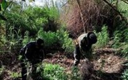 <p><strong>ERADICATION.</strong> Policemen in Benguet province destroy PHP1. 57 million worth of marijuana in the towns of Bakun and Kibungan in Benguet on December 7 and 8. The eradication led to the destruction of several marijuana plants.<em> (Photo courtesy of PROCOR-PIO)</em></p>
<p> </p>
<p> </p>