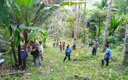 <p><strong>INTERCROPPING</strong>. Farmers check abaca plants under coconut trees in Southern Leyte in this undated photo. At least 21,600 abaca seedlings have been planted under coconut trees as part of the government's expanded intercropping initiative, Philippine Fiber Industry Development Authority (PhilFIDA) regional director Wilardo Sinahon said in a phone interview on Thursday (Dec. 17, 2020). <em>(Photo courtesy of Philippine Fiber Industry Development Authority)</em></p>