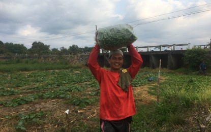 <p><strong>SUPPLYING SOON.</strong> Vegetable farmers in Ilocos Norte look forward to selling their variety of vegetable crops direct to consumers in Metro Manila through the Department of Agriculture's, Kadiwa ni Ani at Kita". The program is expected to benefit both farmers and consumers.<em> (File photo by Leilanie G. Adriano)</em></p>