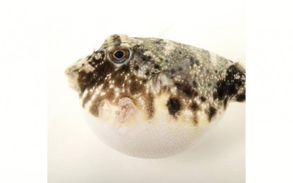 <p><strong>KILLER FISH</strong>. A pufferfish, the same species that killed three persons in Tabango, Leyte on Monday night, police reported on Tuesday (Dec. 29, 2020). A National Geographic article reported that almost all pufferfish contain tetrodotoxin which is 1,200 times more poisonous than cyanide. <em>(National Geographic photo)</em></p>