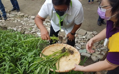 <p><strong>URBAN FARMING.</strong> Department of Agrarian Reform Secretary John Castriciones harvests fresh vegetables from their 'Buhay sa Gulay' urban farming project in St. John Bosco Parish in Tondo, Manila on Sunday (Jan. 3, 2021). He said the same project will soon start in Quezon City and Caloocan.<em> (Photo by Marita Moaje)</em></p>