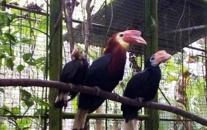 <p><strong>SUCCESSFUL BREEDING</strong>. “Bebong” (first from left) is the newest writhed-billed hornbill to be born in captivity inside the Mari-it Wildlife and Conservation Park in Barangay Jayubo in Lambunao, Iloilo. The male chick got out from the nest on December 28, 2020 and was able to flap its wings and fly on January 10, 2021. (Photo courtesy of Jennifer Osorio)</p>
<p> </p>