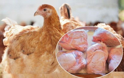 Animal health body declares PH now bird flu-free | Philippine News Agency