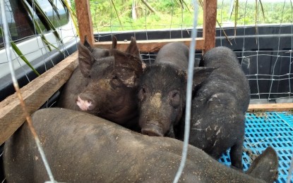 <p><strong>PORK BAN EXTENSION</strong>. Native pigs distributed in Abuyog, Leyte in this Oct. 27, 2020 photo. The local government of Palo, Leyte has extended the temporary ban on the selling of pork meat and pork products until Feb. 17, 2021 to curb the spread of African swine fever. <em>(Photo courtesy of DA)</em></p>
