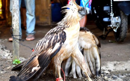 <p><strong>PROBE</strong>. Photo shows the Philippine Eagle rescued last Jan. 8 in a forest in Maitum, Sarangani province. The Department of Environment and Natural Resources has launched an investigation into the wildlife hunting activities in the area after the discovery of marble and lead pellet bullets under the skin of the eagle. (<em>Photo courtesy of the municipal government of Maitum, Sarangani</em>) </p>