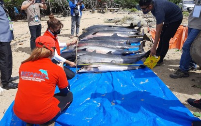 <p><strong>BEACHED</strong>. Ten of 25 Fraser’s dolphins stranded in a coastal village in Del Gallego, Camarines Sur on Tuesday (Jan. 26, 2021) are found dead, possibly due to trauma caused by blast fishing at the Ragay Gulf. Villagers who discovered the dolphins took care of eight others while local responders released seven back to the waters. <em>(Photo courtesy of BFAR-Bicol)</em></p>