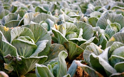 <p><strong>FROZEN</strong>. Cabbage plants is filled with icy dew as a result of the low temperature experienced in Atok, Benguet during the cold months from December to February. Mayor Raymundo Sarac, however, said the frost phenomenon should not be used as reason to jack up prices of highland vegetables because the phenomenon only affects about 1,000 square meters of vegetable gardens in Barangay Paoay. (<em>PNA file photo</em>) </p>