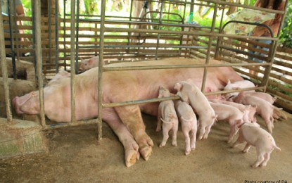 DA Pays P1.3-B For ASF-affected Hog Raisers | Philippine News Agency