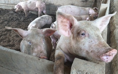 <p><strong>ANIMAL DISEASE</strong>. Pigs raised on a farm in Leyte in this undated photo. African swine fever (ASF) is still affecting 19 towns and cities in Eastern Visayas as authorities rushed to contain the animal disease in four of the region’s six provinces, the Department of Agriculture (DA) reported on Tuesday (May 4, 2021). <em>(PNA file photo)</em></p>